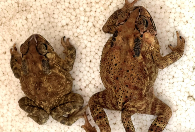 Cóc vào nhà có điềm gì, đánh số đề bao nhiêu thắng lớn kubet 🎖 ku casino đăng ký kubet đăng nhập ku 24/7?