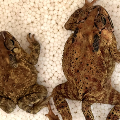 Cóc vào nhà có điềm gì, đánh số đề bao nhiêu thắng lớn kubet 🎖 ku casino đăng ký kubet đăng nhập ku 24/7?