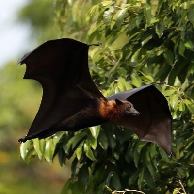 Dơi Trong Giấc Mơ: Ý Nghĩa và Con Số May Mắn | Kubet